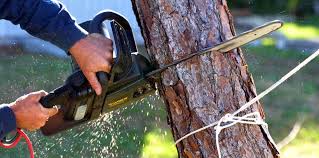 Lawn Watering Services in Picnic Point, WA