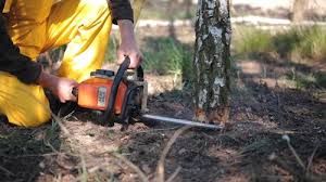 Reliable Picnic Point, WA Tree Care Solutions