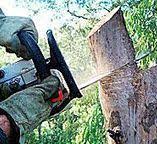 Best Firewood Processing and Delivery  in Picnic Point, WA