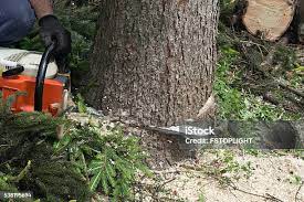 Best Tree Removal  in Picnic Point, WA