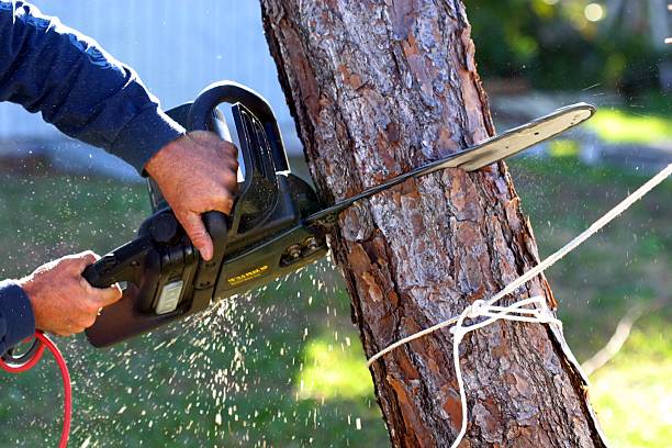 Best Tree Trimming and Pruning  in Picnic Point, WA