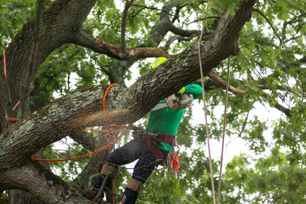 How Our Tree Care Process Works  in  Picnic Point, WA