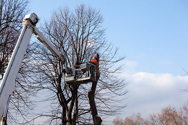 Best Hazardous Tree Removal  in Picnic Point, WA